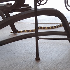 lampropeltis getula californiae